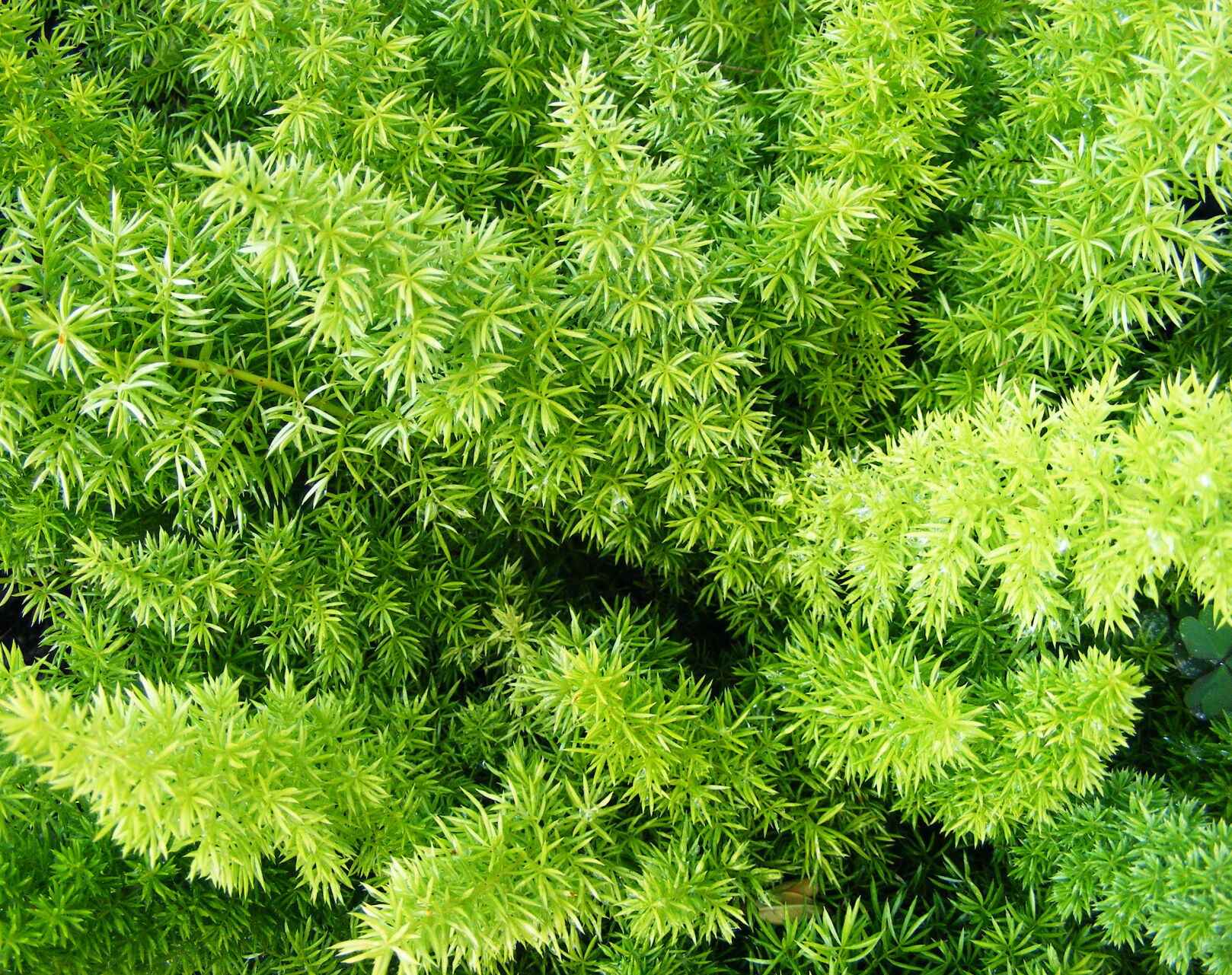 Asparagus fern